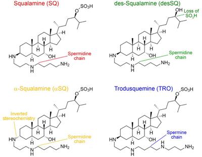 Squalamine and Its Derivatives Modulate the Aggregation of Amyloid-β and α-Synuclein and Suppress the Toxicity of Their Oligomers